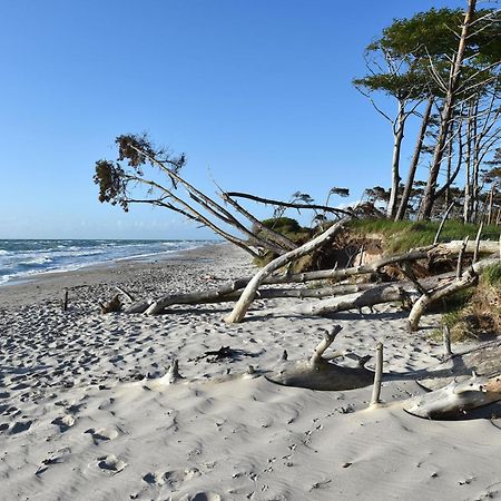 Strandhafer Ostseeheilbad Ostseeheilbad Zingst Exterior foto